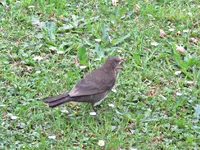 IMG_2387v.webp