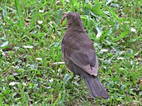 IMG_2396v.JPG