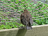IMG_2662v.JPG