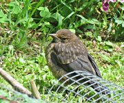 IMG_2675v.JPG