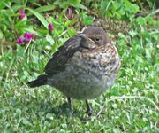 IMG_2685v.JPG