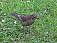 IMG_2391v.JPG