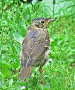 IMG_2442v.JPG