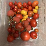 IMG_8639.jpeg