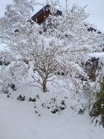 IMG_20231202_094944_1.jpg