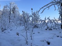 IMG_0940.jpeg