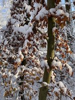 IMG_0950.jpeg