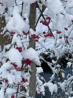 IMG_0985.jpeg