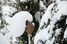 Dezember   6323.webp