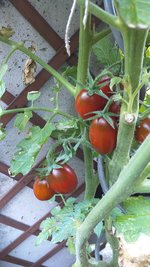 IMG-20230916-WA0013.jpeg