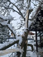 IMG_9033.jpeg