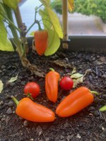 Paprika 'Snackor Orange F1'-B_01.07.jpg