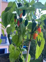 Paprika 'Snackor Orange F1'-B_01.06.jpg