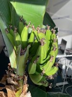 Banane.jpg