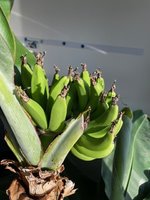 Bananekk.jpg