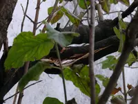 2023Schneeschaden.webp 2023Schneeschaden.webp