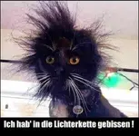 Katze.webp
