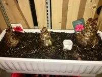 Amaryllis_A-Mix_3_01.5.webp