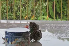 Kia ora.webp