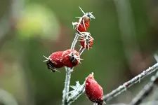 IMG_1969.JPG
