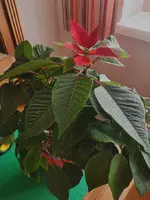 IMG_20231214_121726.webp