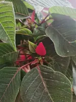 IMG_20231214_121829.webp