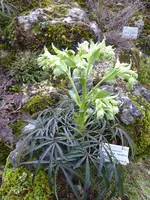 P1060241Stinkende Nießwurz H.foetidus.webp