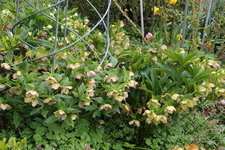 Helleborus     1023.JPG