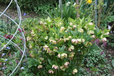 Helleborus 1619.JPG