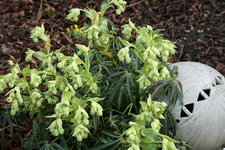 Helleborus0716.JPG