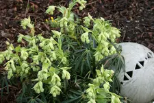 Helleborus0716.webp