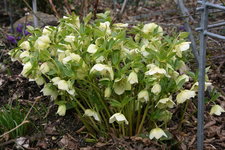 Helleborus1716.JPG