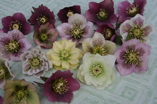 Helleborus2317.JPG