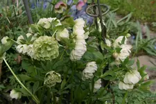 Helleborus2817.webp