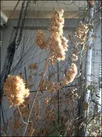 c083.webp
