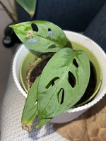 IMG_6958.jpeg