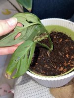 IMG_6959.jpeg