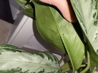 IMG_6967.jpeg