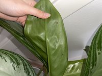 IMG_6968.jpeg