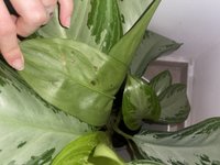 IMG_6970.jpeg