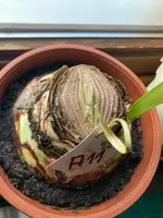 Amaryllis-A-11_2023-12_01.jpg