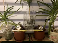 Amaryllis-A-10 & 11_2023-12_01.webp