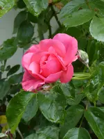 P1010130.webp