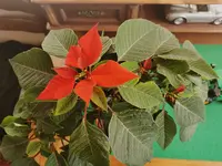 IMG_20231218_115853.webp