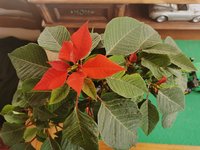IMG_20231218_115853.jpg