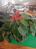 IMG_20231218_115838 (1).webp