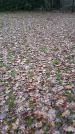 Laub1.webp