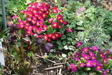 Frühling     2622.JPG