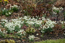 Frühling   0720.JPG