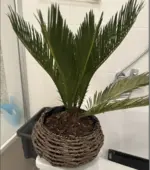 pflanze-min.webp